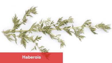 15 Şifa Veren Bitki ve Yararları