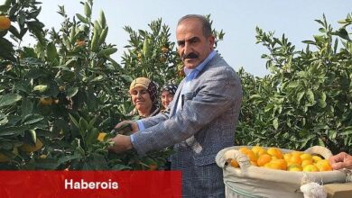 2023/24 sezonunda narenciye rekoltesinde rekor artış - Haberois 2023/24 sezonunda narenciye rekoltesinde rekor artış