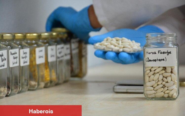 Ata tohumları emin ellerde