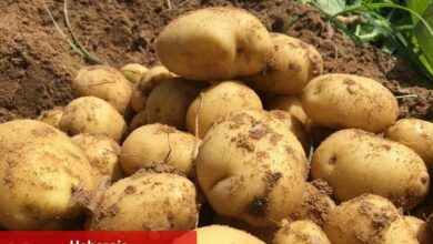 Atakey Patates'in ilk yarı vergi öncesi kârı %89 artış gösterdi - Haberois Atakey Patates'in ilk yarı vergi öncesi kârı %89 artış gösterdi