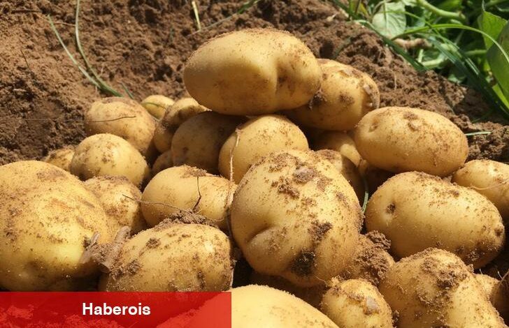 Atakey Patates'in ilk yarı vergi öncesi kârı %89 artış gösterdi - Haberois Atakey Patates'in ilk yarı vergi öncesi kârı %89 artış gösterdi