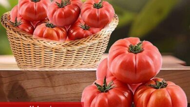 Ayaş yollarını aştı AB'ye ulaştı! Ayaş Domatesi tescilleniyor