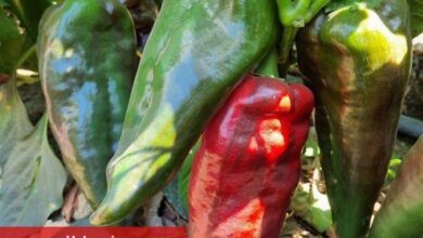 'Aybar' Bursa Yenişehir'i sevdi - Haberois 'Aybar' Bursa Yenişehir'i sevdi