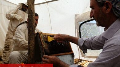 Bingöl'de 2 bin 300 rakımda bal hasadı - Haberois Bingöl'de 2 bin 300 rakımda bal hasadı