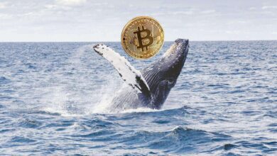 Bitcoin (BTC) Balinaları Düşüşlere Aldırmıyor!