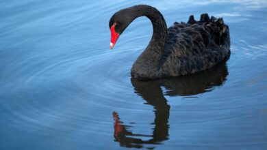 Black Swan Aktifliği Riski DeFi’yi Bitirebilir mi? CRV Krizi İncelemesi!