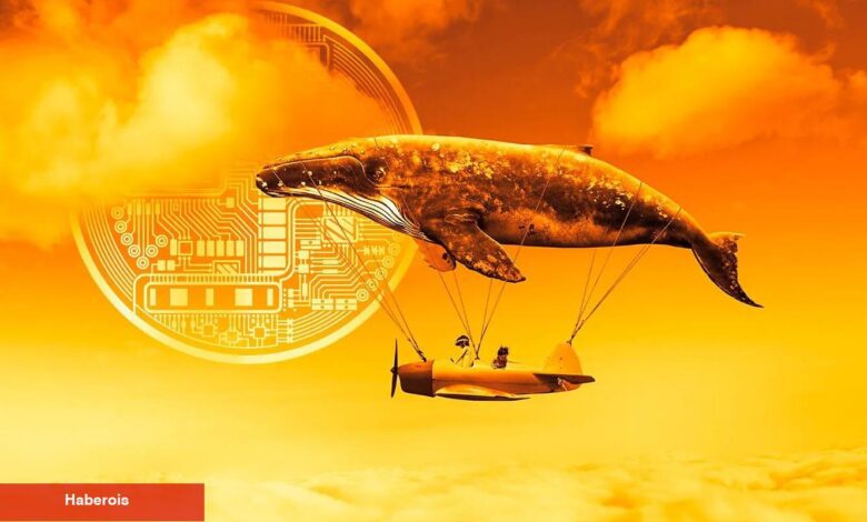 Bu Altcoin Balinaları Taban Avcılığı Yapıyor: Fiyat Fırlar Mı? - Haberois Bu Altcoin Balinaları Taban Avcılığı Yapıyor: Fiyat Fırlar Mı?
