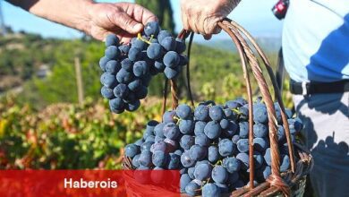 "Bu yılki üzümü Karabağlar Belediyesi'ne borçluyuz"