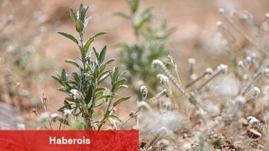 Buca Belediyesi adaçayı ihraç edecek - Haberois Buca Belediyesi adaçayı ihraç edecek