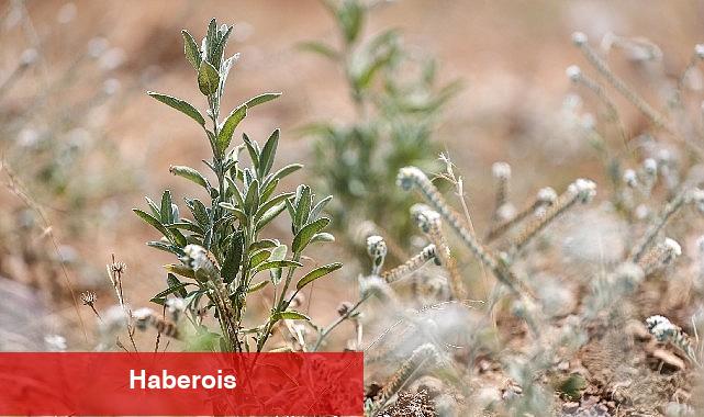 Buca Belediyesi adaçayı ihraç edecek - Haberois Buca Belediyesi adaçayı ihraç edecek