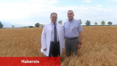 Bulgur üretiminin geleceğine ata tohumu Ahmet Buğdayı damga vuracak