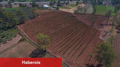 Büyükşehir Muğla'da 228 Bin 400 Ağacı Toprakla Buluşturdu - Haberois Büyükşehir Muğla'da 228 Bin 400 Ağacı Toprakla Buluşturdu