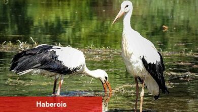 Büyüyen yavru leylekler doğal yaşama bırakıldı
