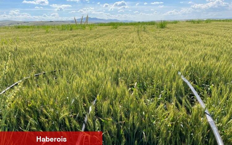 Damla sulamayla üretim verimi üçe katlanıyor - Haberois Damla sulamayla üretim verimi üçe katlanıyor