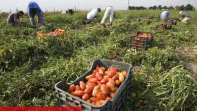 Dünya domates pazarının yeni yıldızı: Sincan - Haberois Dünya domates pazarının yeni yıldızı: Sincan