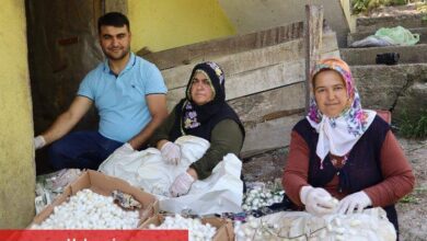 Evlerde üretilen 1 kilo kozadan 400 lira kazanıyorlar - Haberois Evlerde üretilen 1 kilo kozadan 400 lira kazanıyorlar