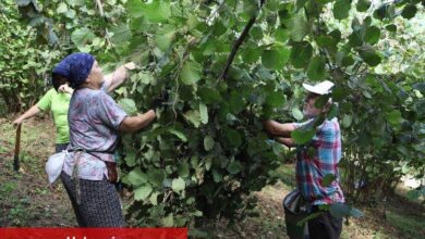 Fındık üreticileri işçi sıkıntısı çekmiyor