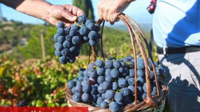 Kaliteli üzüm hasadını belediyeye borçlular!