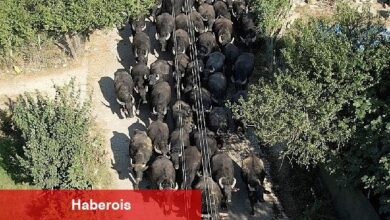 Kocaeli Büyükşehir'den üreticilere damızlık manda boğası desteği