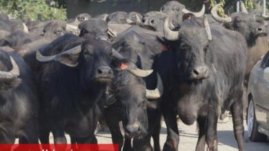 Kocaeli'den üreticilere damızlık manda boğası desteği - Haberois Kocaeli'den üreticilere damızlık manda boğası desteği