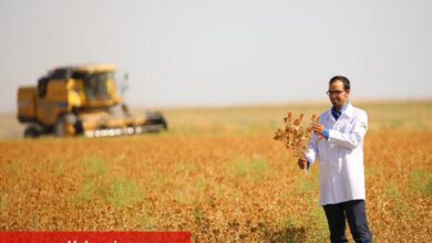 Konya'da susuz tarımla aspir hasadı