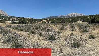 Lavanta hasadı yüzleri güldürdü - Haberois Lavanta hasadı yüzleri güldürdü