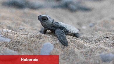 Mavi Gönüllüleri, Indigo Turtles projesi ile Caretta Caretta'ları Akdeniz'le buluşturmaya devam ediyor - Haberois Mavi Gönüllüleri, Indigo Turtles projesi ile Caretta Caretta'ları Akdeniz'le buluşturmaya devam ediyor