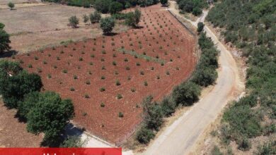 Muğla’da 230 bine yakın ağaç toprakla buluştu - Haberois Muğla’da 230 bine yakın ağaç toprakla buluştu