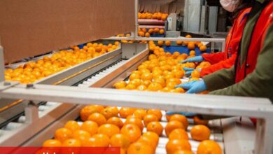 Narenciyede hedef ihracat 1 milyar dolar - Haberois Narenciyede hedef ihracat 1 milyar dolar