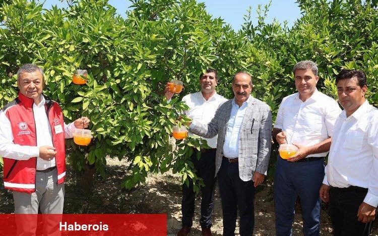 Narenciyede kalıntı sorunu kalmayacak