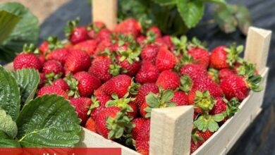 Sakarya çilekte üretim rekoru bekliyor