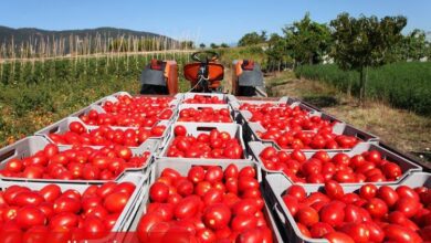 Salça ihracatındaki kısıtlama tedirgin ediyor... Kısıtlama kaldırılmalı!