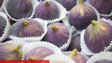 Sarılop ihracatı başladı... En çok Almanlar tercih ediyor - Haberois Sarılop ihracatı başladı... En çok Almanlar tercih ediyor