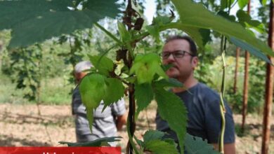 Şerbetçiotuna hasat öncesi inceleme