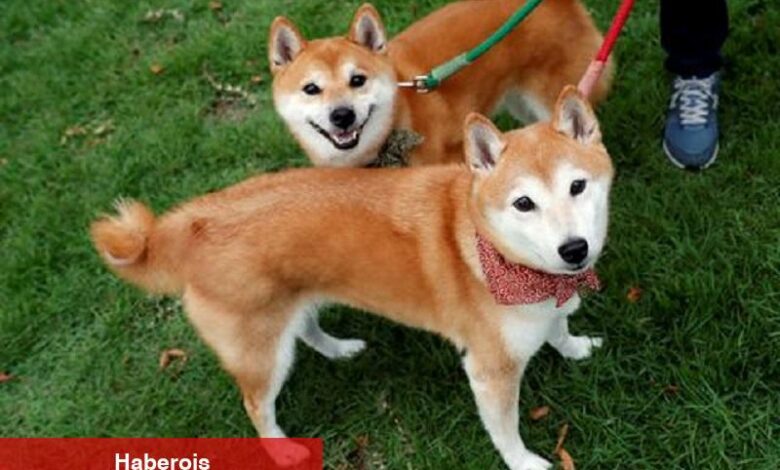 Shiba Inu kullanıcı tabanı büyürken yeniden toparlanma sinyali veriyor - Haberois Shiba Inu kullanıcı tabanı büyürken yeniden toparlanma sinyali veriyor