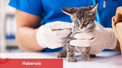 Son 10 yılda, kedilerde aşırı kiloluluk oranı yüzde 169 arttı