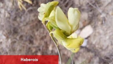 TANAP, Türkiye Biyoçeşitliliğine ve Uluslararası Literatüre Yeni Türler Kazandırmaya Devam Ediyor - Haberois TANAP, Türkiye Biyoçeşitliliğine ve Uluslararası Literatüre Yeni Türler Kazandırmaya Devam Ediyor