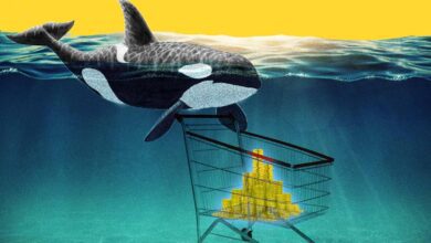 Tanınan Altcoin İçin Bomba Gelişme! Balinalar Birikim Yapabilir