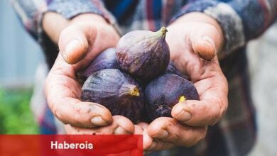 Taze incir ihracatı başladı - Haberois Taze incir ihracatı başladı