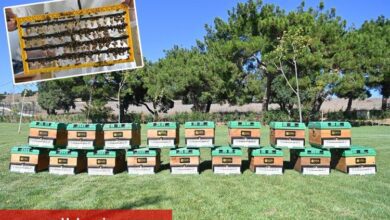 Türkiye'nin en büyük Balı Ormanı