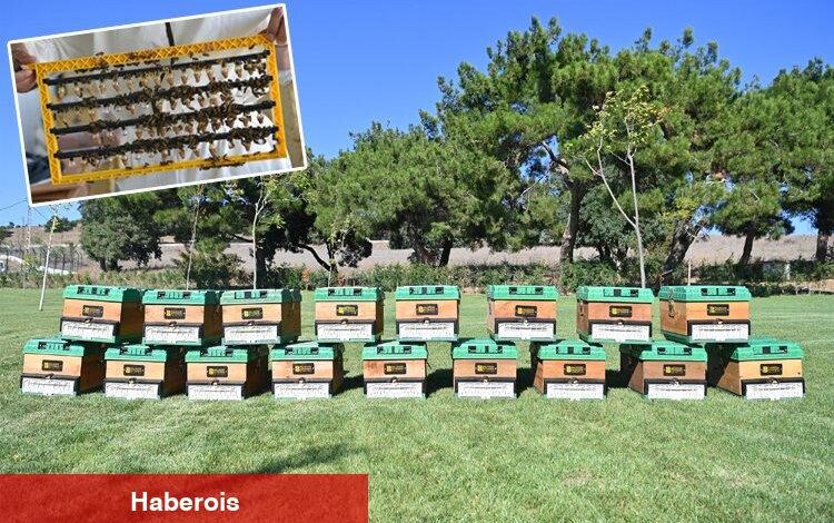 Türkiye'nin en büyük Balı Ormanı - Haberois Türkiye'nin en büyük Balı Ormanı