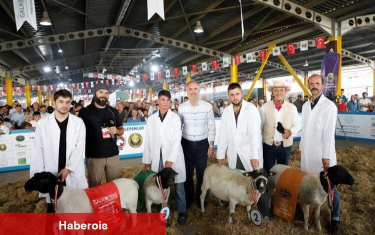 Türkiye’nin en kapsamlı küçükbaş hayvancılık festivali için geri sayım başladı - Haberois Türkiye’nin en kapsamlı küçükbaş hayvancılık festivali için geri sayım başladı
