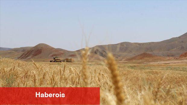 Ukrayna'nın tarım eseri ihracatında sert düşüş - Haberois Ukrayna'nın tarım eseri ihracatında sert düşüş