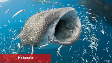 UNI ve MKR Satan Balinalar Bu 4 Altcoinden Alıyor!