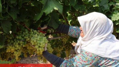 Yaş üzümde 200 milyon dolar aşılacak