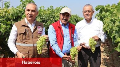 Yaş üzümde 200 milyon dolar aşılacak