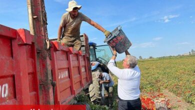 AK Partili Canbey domates hasadında - Haberois AK Partili Canbey domates hasadında