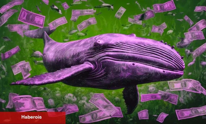 Fiyatları Yükselten Balina Birikime Devam Ediyor! Bu Altcoin Milyonlar Topladı - Haberois Fiyatları Yükselten Balina Birikime Devam Ediyor! Bu Altcoin Milyonlar Topladı
