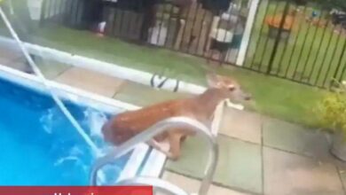 Havuzda davetsiz misafir... Kaplamaya takılan geyiği polis kurtardı!