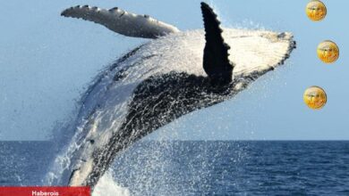 Ortaya Çıktı: Balinalar Bitcoin ve Bu 2 Altcoin’i Biriktiriyor!